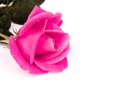 Romantic vintage rose backgroundの写真素材