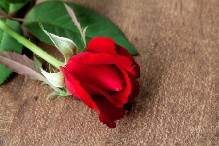 Red rose on wood floorの写真素材