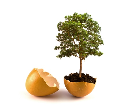 Tree  in egg shell isolated on white backgroundの写真素材
