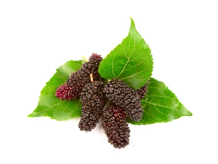 Mulberry with leaves Isolated on a white backgroundの写真素材