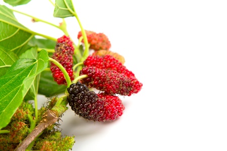 Mulberry with leaves Isolated on a white backgroundの写真素材