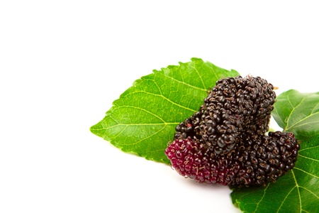Mulberry with leaves Isolated on a white backgroundの写真素材