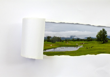 Ripped paper and Cows on farm (landscape)の写真素材