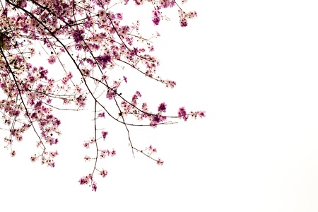 Branch of beautiful pink flower isolated on white backgroundの写真素材