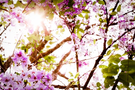 Branch of beautiful pink flower with sun rayの写真素材