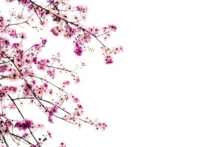 Branch of beautiful pink flower isolated on white backgroundの写真素材