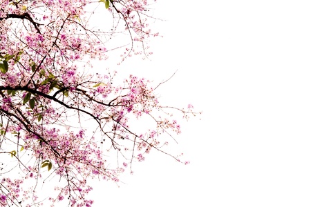 Branch of beautiful pink flower isolated on white backgroundの写真素材
