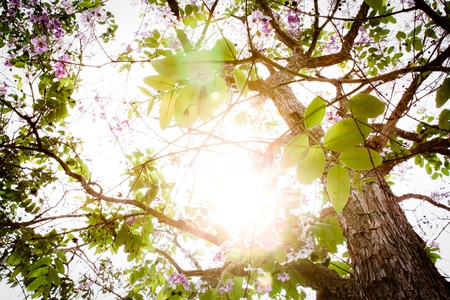 Branch of beautiful pink flower with sun rayの写真素材