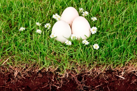 Eggs in the grass with flowerの写真素材