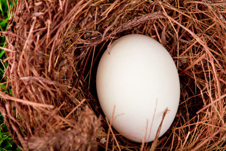 Eggs in nest on  fresh spring green grassの写真素材