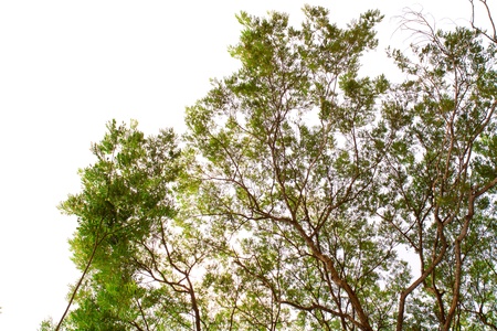 Tree in forestの写真素材