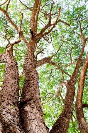 Tree in forestの写真素材