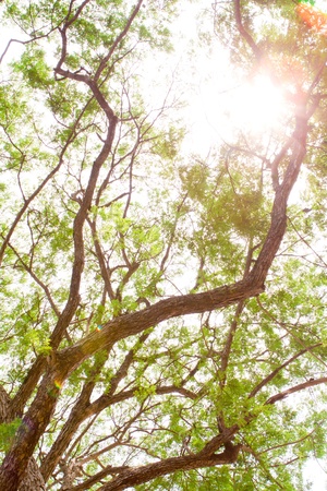 Tree in forestの写真素材