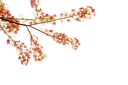 Branch of beautiful orange flower isolated on white backgroundの写真素材