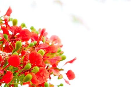 Branch of beautiful orange flower isolated on white backgroundの写真素材