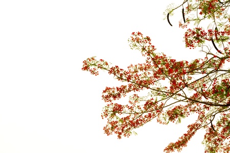 Branch of beautiful orange flower isolated on white backgroundの写真素材