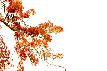 Branch of beautiful orange flower isolated on white backgroundの写真素材