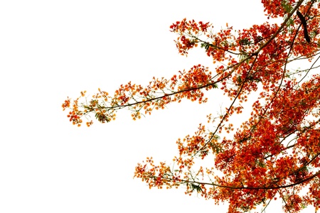 Branch of beautiful orange flower isolated on white backgroundの写真素材