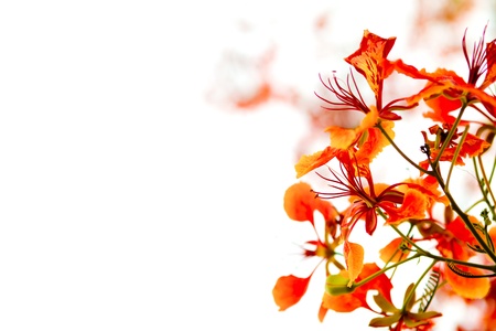 Branch of beautiful orange flower isolated on white backgroundの写真素材