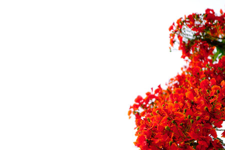 Branch of beautiful orange flower isolated on white background