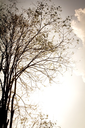 Vintage forestの写真素材