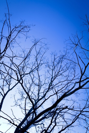 Branch of tree on blue skyの写真素材