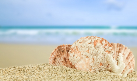 Sea shell with great white pearlの写真素材