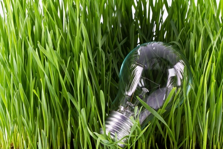 Light Bulb in a Bed of Grassの写真素材