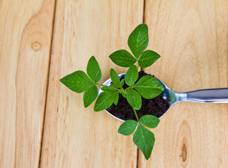 Growing green plant in spoon on wood tableの写真素材