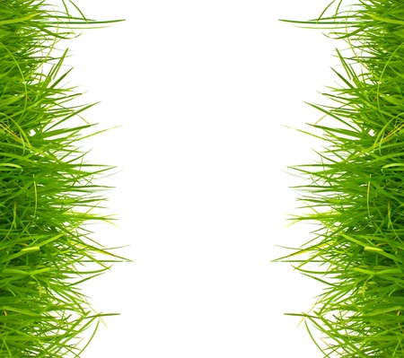 Fresh spring green grass on white background with copy space.の写真素材