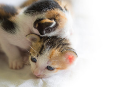 Sleeping catの写真素材