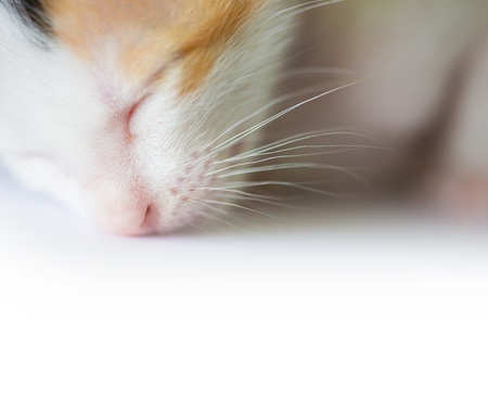 Sleeping catの写真素材
