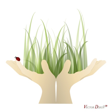 Lady bug and Fresh spring green grass on hand のイラスト素材
