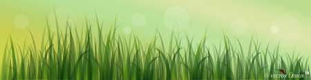 Lady bug and Fresh spring green grass background. のイラスト素材
