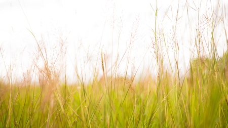 High grass flowering in the spring summerの写真素材