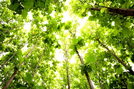 Green forest with sunlightの写真素材