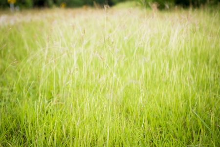 High grass flowering in the spring summerの写真素材