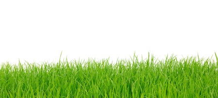 fresh spring green grass isolated on white backgroundの写真素材