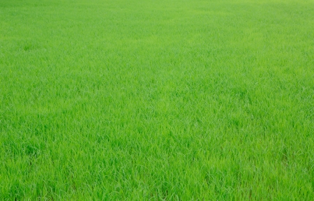 Image of fresh spring green grassの写真素材