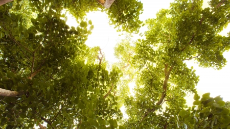 Green forest with sunlightの写真素材