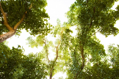 Green forest with sunlightの写真素材