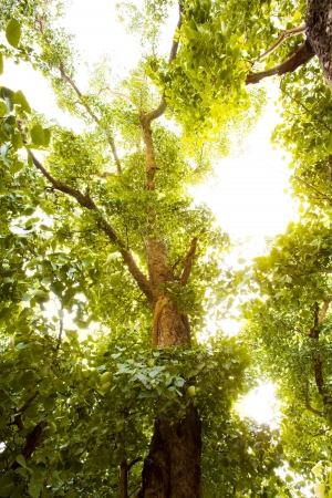 Green forest with sunlightの写真素材