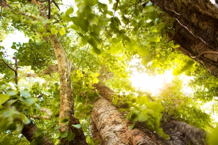 Green forest with sunlightの写真素材