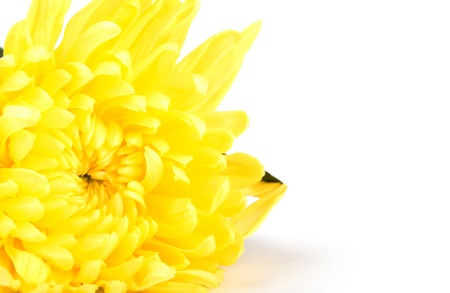Beautiful yellow flower isolated on white backgroundの写真素材