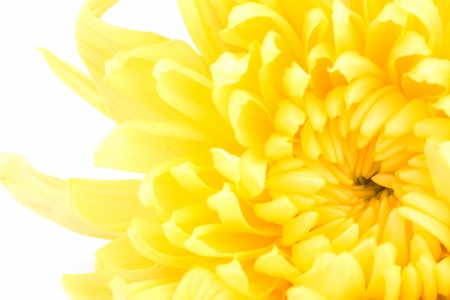 Beautiful yellow flower isolated on white backgroundの写真素材