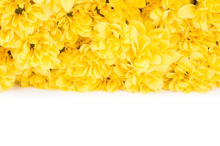 Beautiful yellow flower isolated on white backgroundの写真素材