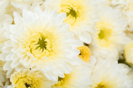 Beautiful white Flowerの写真素材