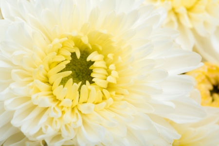 Beautiful white Flowerの写真素材