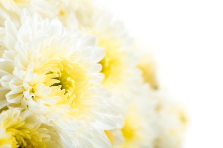 Beautiful white Flower Isolated on White Backgroundの写真素材