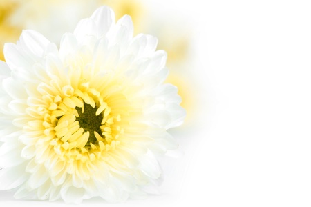 Beautiful white Flower Isolated on White Backgroundの写真素材